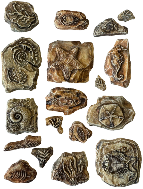 odlévací formy fosilie