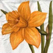 Sada ubrousků  33x33cm 20ks narcis